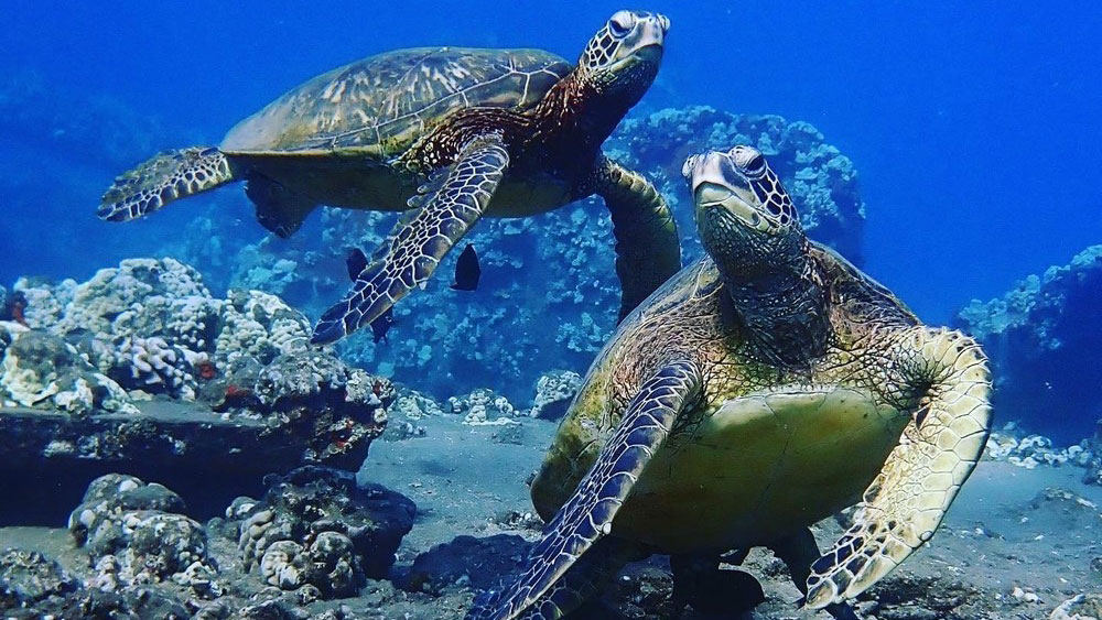 afternoon-snorkel-tour-turtles-maui-diamond-boat-charters