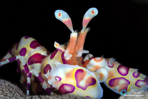 Etiquette Tips For Underwater Photographers And Videographers