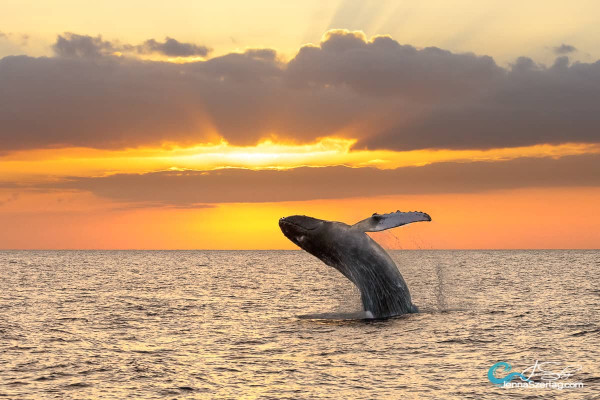 Unlock the Magic of Maui Whale Watching with These Essential Tips
