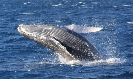 The Epic Journey to Maui: Witnessing the Majesty of Humpback Whales