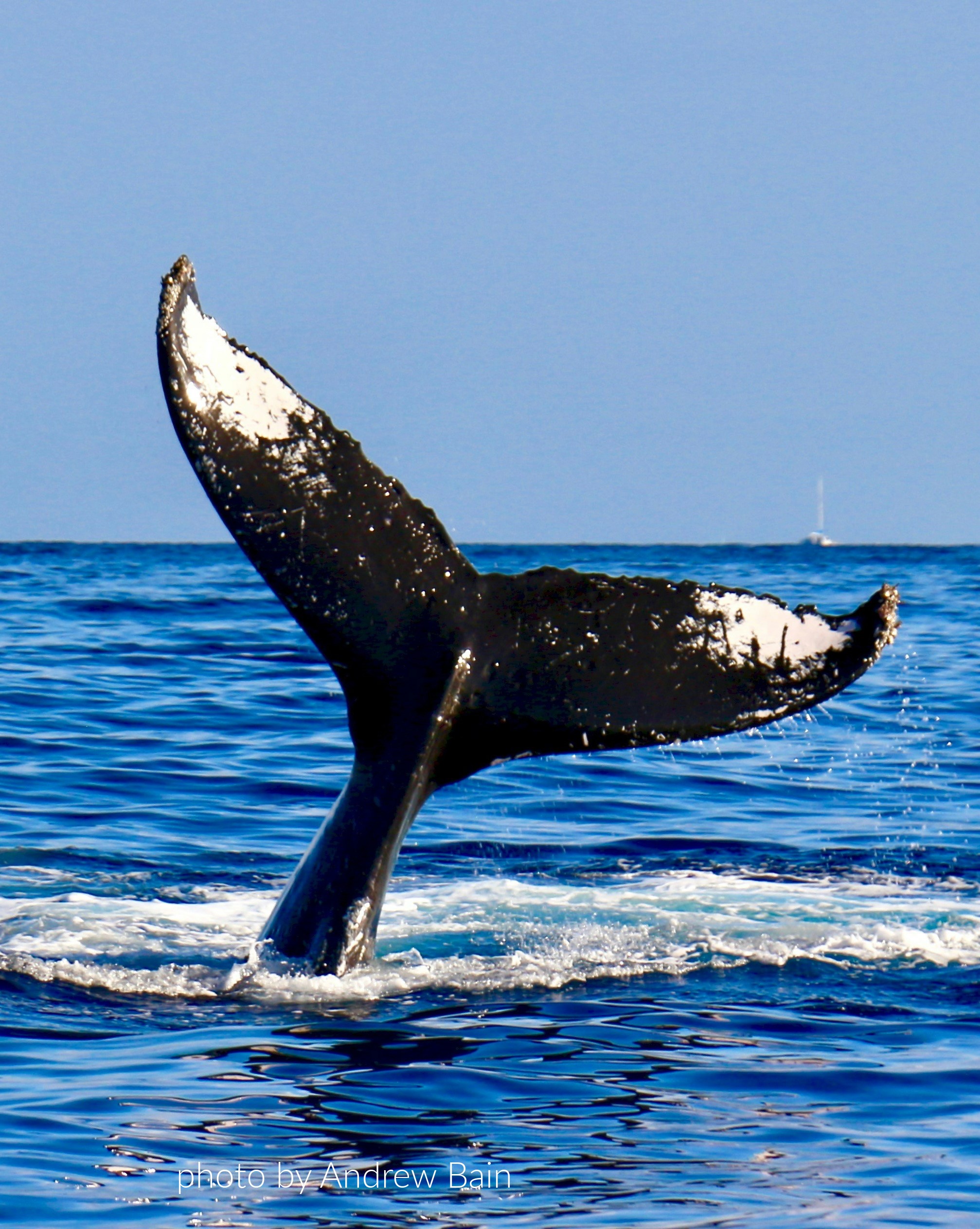 andrew bain whale tail1