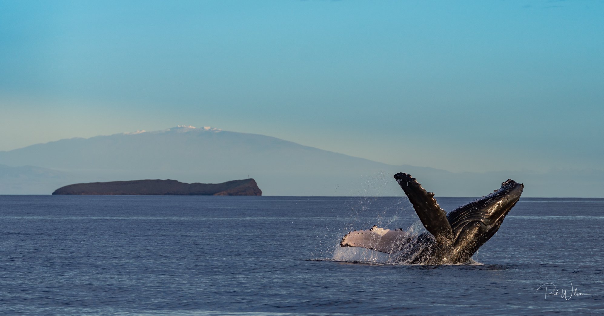 whale by rob