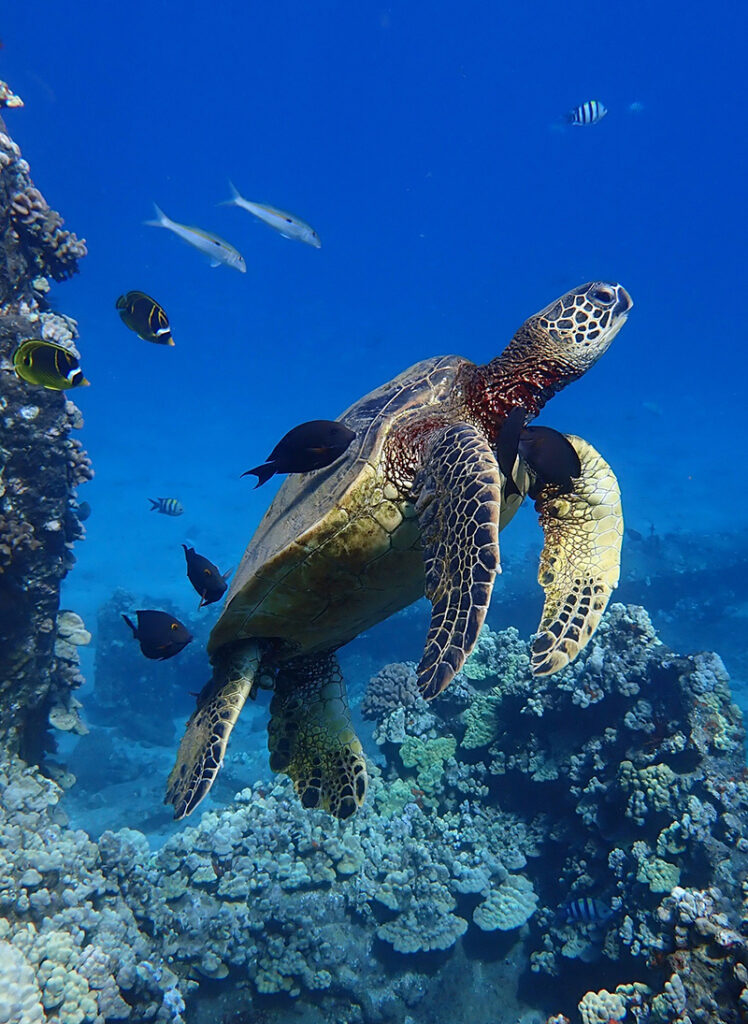 Green sea turtle getting cleaned underwater in Maui, a highlight for divers who completed their Diver Medical Form early.